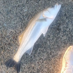 水面爆発！！トップシーバス炸裂！！